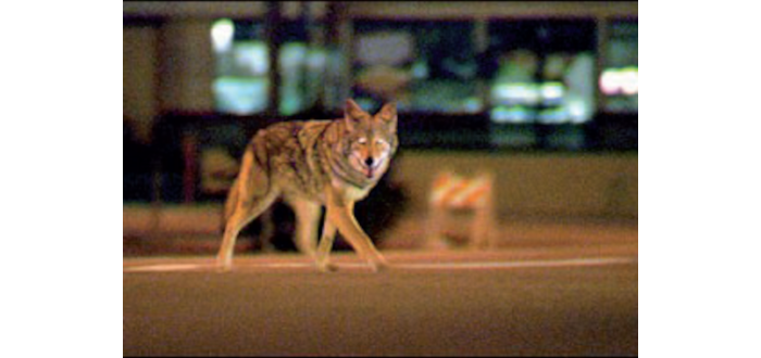 Faktencheck „Collateral“: Das andere Los Angeles