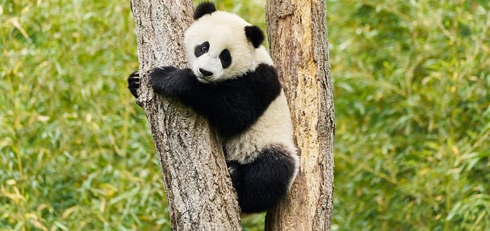 MOON, DER PANDA ab 29. August auf DVD, Blu-ray & digital erhältlich